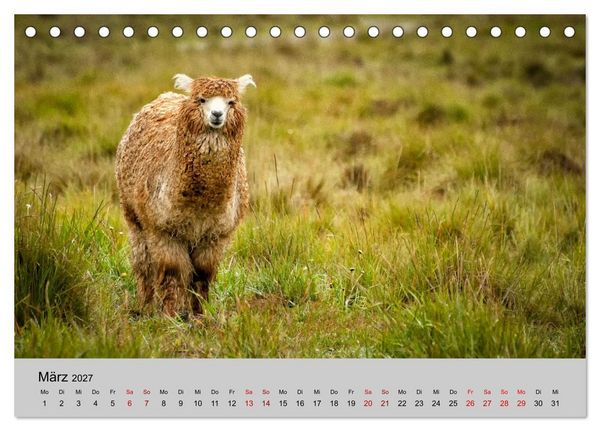 Produktbild: Unter Lamas und Alpakas (Tischkalender 2027 DIN A5 quer), CALVENDO Monatskalender