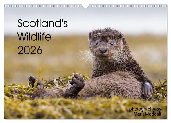 Produktbild: Scotland's Wildlife 2026 (Wall Calendar 2026 DIN A3 landscape), CALVENDO 12 Month Wall Calendar