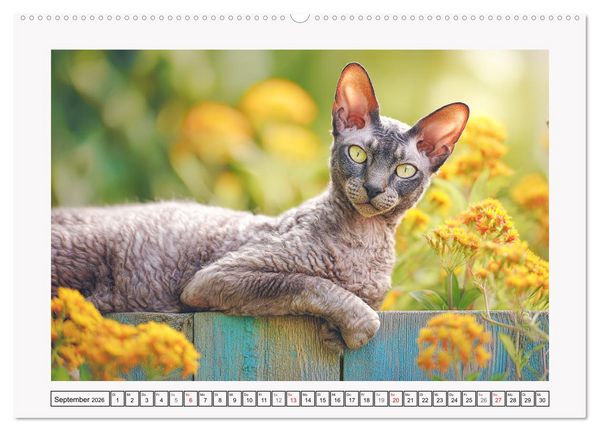 Produktbild: Cornish Rex Katzen. Ein Hauch von Extravaganz mit Locken und Charakter (Wandkalender 2026 DIN A2 quer), CALVENDO Monatskalender