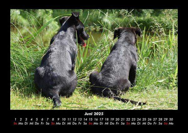 Produktbild: Hundezauber 2025 Fotokalender DIN A3