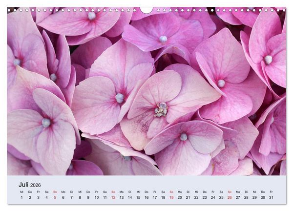 Produktbild: Hortensien Bl&uuml;hen und Vergehen (Wandkalender 2026 DIN A3 quer), CALVENDO Monatskalender