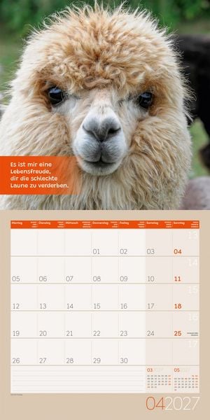 Produktbild: No Drama, Lama Kalender 2027 - 30x30 - Art12