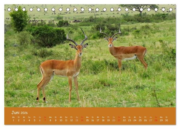 Produktbild: Auge in Auge mit den Tieren Afrikas (Tischkalender 2026 DIN A5 quer), CALVENDO Monatskalender