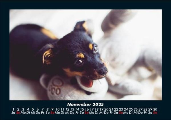 Produktbild: Welpen 2025 Fotokalender DIN A5