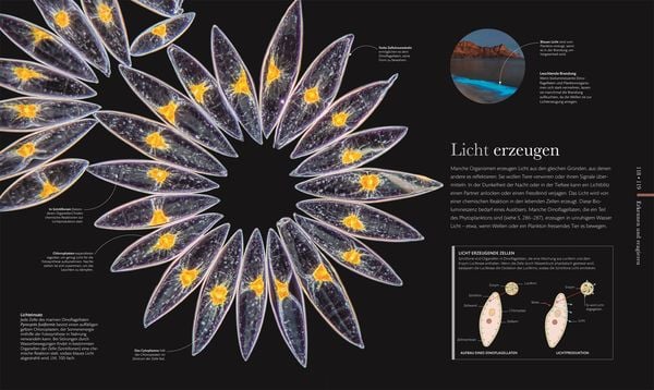 Produktbild: Mikrokosmos - Wunderwelt der kleinsten Lebewesen
