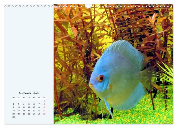 Produktbild: Diskusfische. Die bezaubernden Lieblinge vieler Aquarianer (Wandkalender 2026 DIN A3 quer), CALVENDO Monatskalender