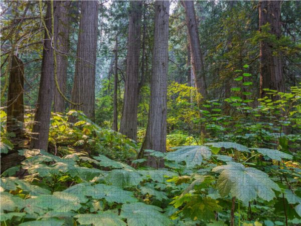 Produktbild: CALVENDO Puzzle Riesenzedernwald im Westen Kanadas 1000 Teile Lege-Gr&ouml;&szlig;e 64 x 48 cm Foto-Puzzle Bild von N N
