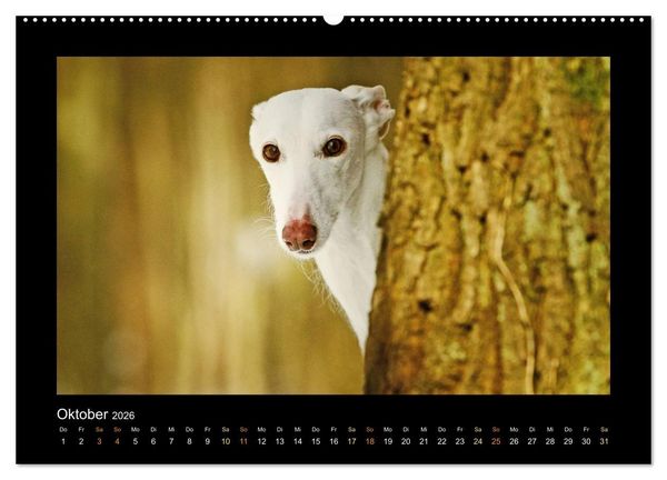 Produktbild: Windhund bunt (Wandkalender 2026 DIN A2 quer), CALVENDO Monatskalender
