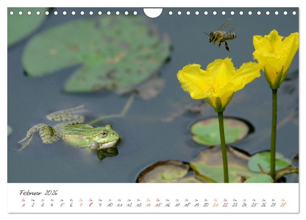 Produktbild: Frosch Karl, Hans und Max im Einklang der Natur (Wandkalender 2026 DIN A4 quer), CALVENDO Monatskalender