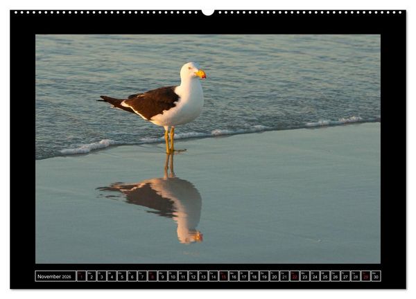 Produktbild: V&ouml;gel von "Down Under" Australien (hochwertiger Premium Wandkalender 2026 DIN A2 quer), Kunstdruck in Hochglanz