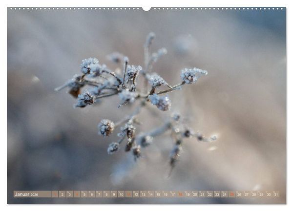 Produktbild: Die Poesie der Pflanzenwelt - Im Wandel der Jahreszeiten (hochwertiger Premium Wandkalender 2026 DIN A2 quer), Kunstdruck in Hochglanz