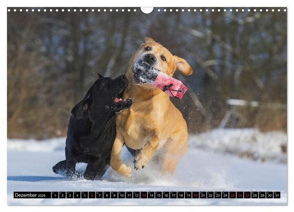 Produktbild: Labrador Retriever - ein Herz auf 4 Pfoten (Wandkalender 2026 DIN A3 quer), CALVENDO Monatskalender
