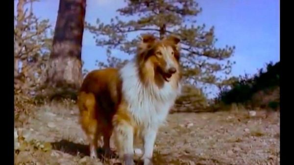Produktbild: Lassie und die Goldgr&auml;ber - UNCUT
