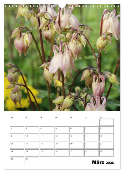 Produktbild: Zauberhafte Akeleien (Wandkalender 2026 DIN A3 hoch), CALVENDO Monatskalender