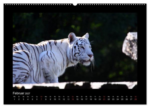 Produktbild: Welt der Katzen - Tiger (Wandkalender 2027 DIN A2 quer), CALVENDO Monatskalender