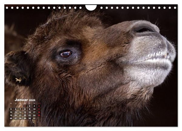 Produktbild: Kamele (Wandkalender 2026 DIN A4 quer), CALVENDO Monatskalender