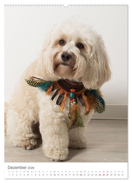 Produktbild: Maltipoo - Malteser - Pudel 2026 (hochwertiger Premium Wandkalender 2026 DIN A2 hoch), Kunstdruck in Hochglanz