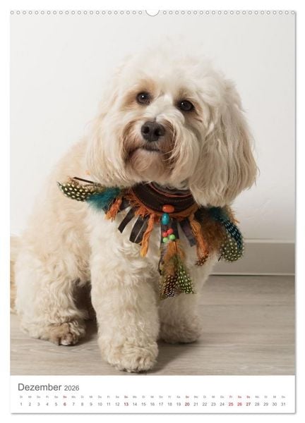 Produktbild: Maltipoo - Malteser - Pudel 2026 (Wandkalender 2026 DIN A2 hoch), CALVENDO Monatskalender