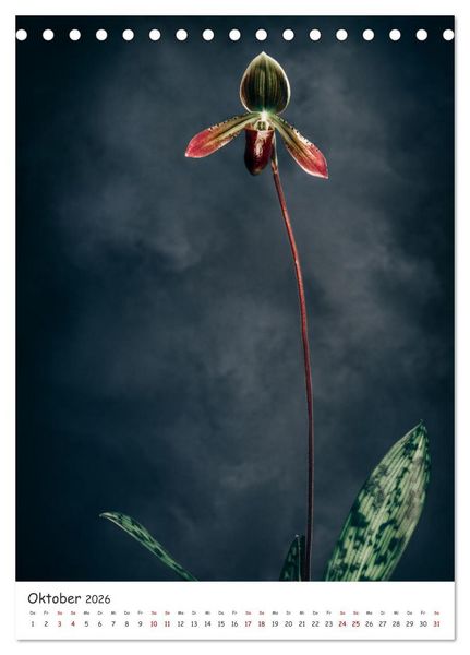Produktbild: Orchideen Zauber (Tischkalender 2026 DIN A5 hoch), CALVENDO Monatskalender