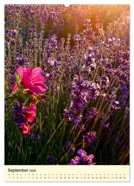 Produktbild: Provence Lavendel Paradies (Wandkalender 2026 DIN A2 hoch), CALVENDO Monatskalender