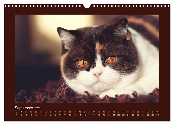 Produktbild: Britisch Kurzhaar Katzen - Poesie f&uuml;rs Auge (Wandkalender 2026 DIN A3 quer), CALVENDO Monatskalender