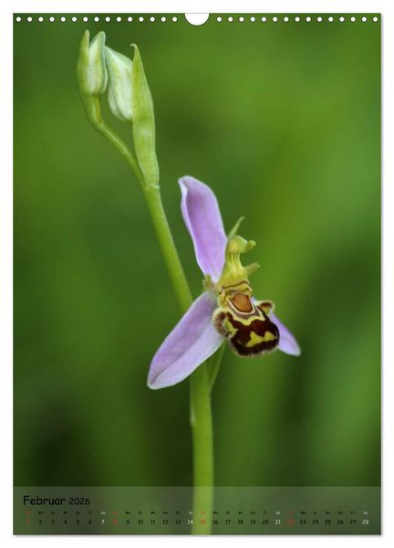 Produktbild: Juwelen der Natur - Ein Orchideensommer (Wandkalender 2026 DIN A3 hoch), CALVENDO Monatskalender