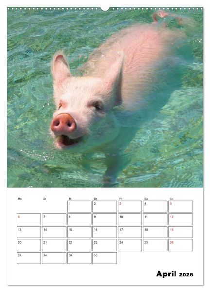 Produktbild: Schweine auf den Bahamas! (Wandkalender 2026 DIN A2 hoch), CALVENDO Monatskalender