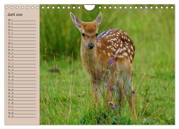 Produktbild: Rotwild. Edle Hirsche, stolze K&uuml;he (Wandkalender 2026 DIN A4 quer), CALVENDO Monatskalender