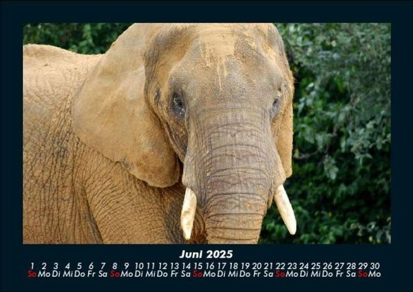 Produktbild: Welt der Tiere 2025 Fotokalender DIN A5