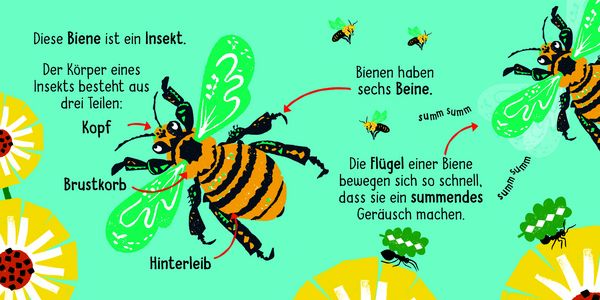 50 Wörter über die Natur - Insekten