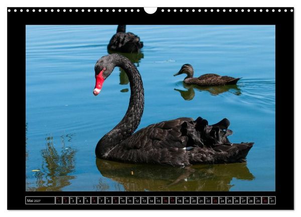 Produktbild: V&ouml;gel von "Down Under" Australien (Wandkalender 2027 DIN A3 quer), CALVENDO Monatskalender