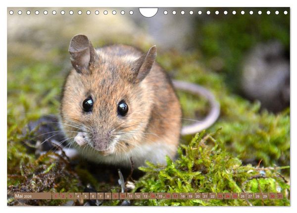 Produktbild: Gr&uuml;sse von der Maus! (Wandkalender 2026 DIN A4 quer), CALVENDO Monatskalender