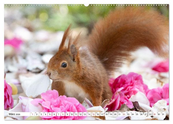 Produktbild: Eichh&ouml;rnchen im K&ouml;niglichen Garten (Wandkalender 2026 DIN A2 quer), CALVENDO Monatskalender