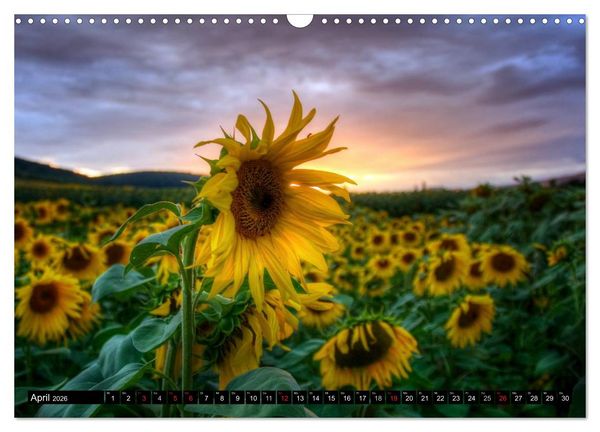 Produktbild: Zeit f&uuml;r Sonnenblumen (Wandkalender 2026 DIN A3 quer), CALVENDO Monatskalender