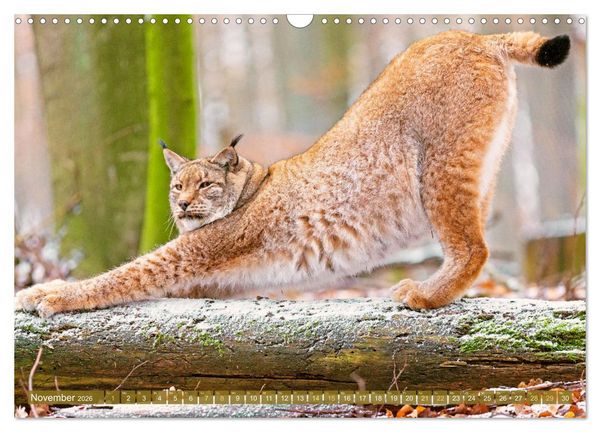Produktbild: Dem Luchs auf der Spur (Wandkalender 2026 DIN A3 quer), CALVENDO Monatskalender