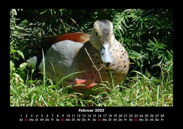 Produktbild: Enten 2025 Fotokalender DIN A3