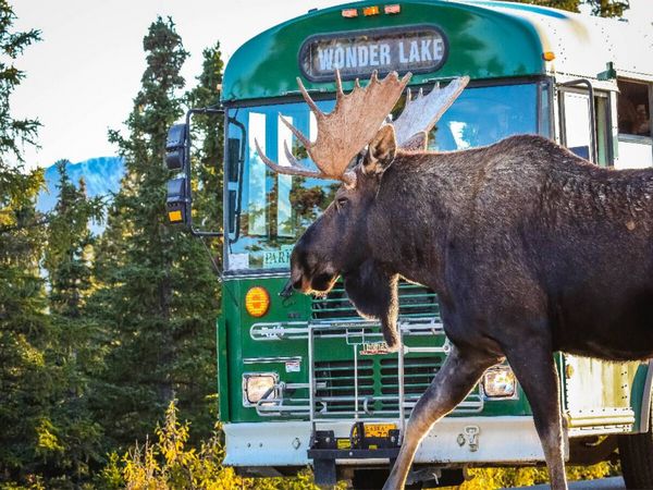 Produktbild: CALVENDO Puzzle Elchbulle im Denali National Park | 1000 Teile Lege-Gr&ouml;&szlig;e 64x48cm Foto-Puzzle f&uuml;r gl&uuml;ckliche Stunden