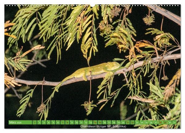 Produktbild: Reptilien wild und sch&ouml;n (Wandkalender 2026 DIN A2 quer), CALVENDO Monatskalender