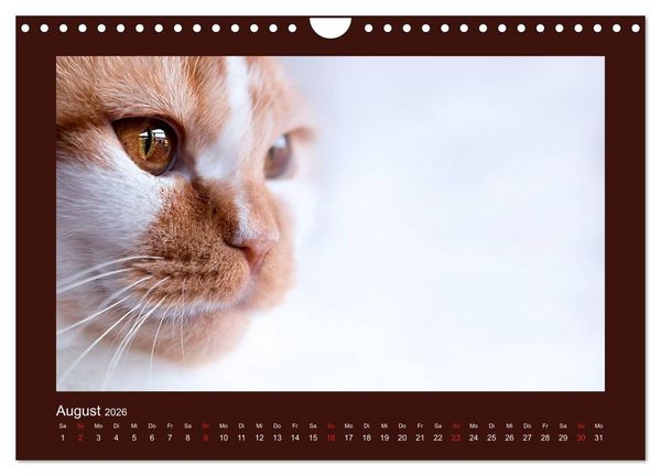 Produktbild: Britisch Kurzhaar Katzen - Poesie f&uuml;rs Auge (Wandkalender 2026 DIN A4 quer), CALVENDO Monatskalender