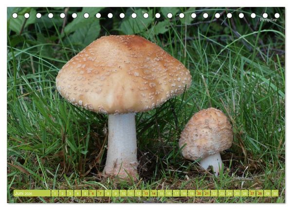Produktbild: Pilze finden - das ganze Jahr! (Tischkalender 2026 DIN A5 quer), CALVENDO Monatskalender