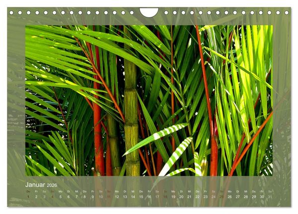 Produktbild: Bambus (Wandkalender 2026 DIN A4 quer), CALVENDO Monatskalender