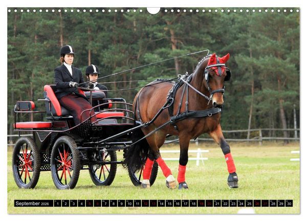 Produktbild: Schwere Warmbl&uuml;ter 2026 (Wandkalender 2026 DIN A3 quer), CALVENDO Monatskalender