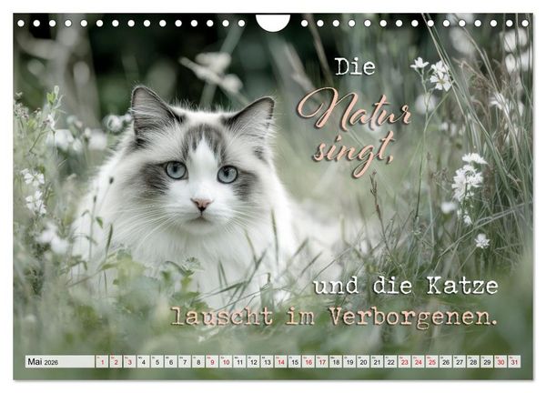 Produktbild: Katzenpoesie - Herzber&uuml;hrende Verse (Wandkalender 2026 DIN A4 quer), CALVENDO Monatskalender