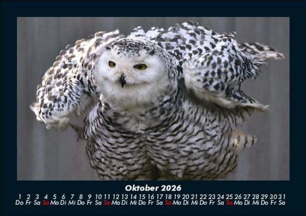 Produktbild: Vogelparadies 2026 Fotokalender DIN A5