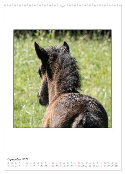 Produktbild: Nachwuchs bei den Islandpferden (hochwertiger Premium Wandkalender 2026 DIN A2 hoch), Kunstdruck in Hochglanz