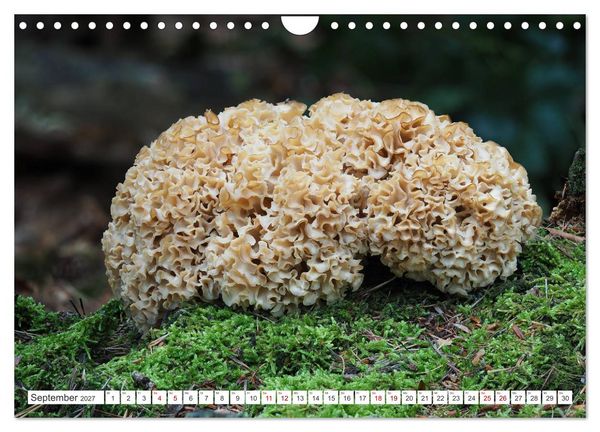 Produktbild: Pilze finden - das ganze Jahr! (Wandkalender 2027 DIN A4 quer), CALVENDO Monatskalender