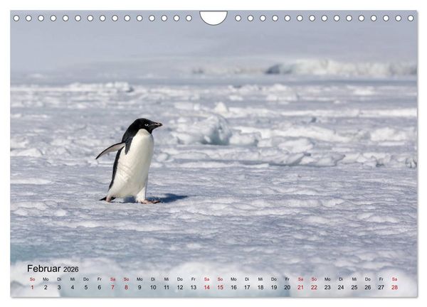 Produktbild: Antarktis, die eisige Heimat der Pinguine (Wandkalender 2026 DIN A4 quer), CALVENDO Monatskalender