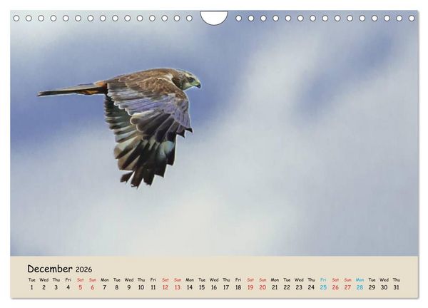 Produktbild: British Birds of Prey (Wall Calendar 2026 DIN A4 landscape), CALVENDO 12 Month Wall Calendar
