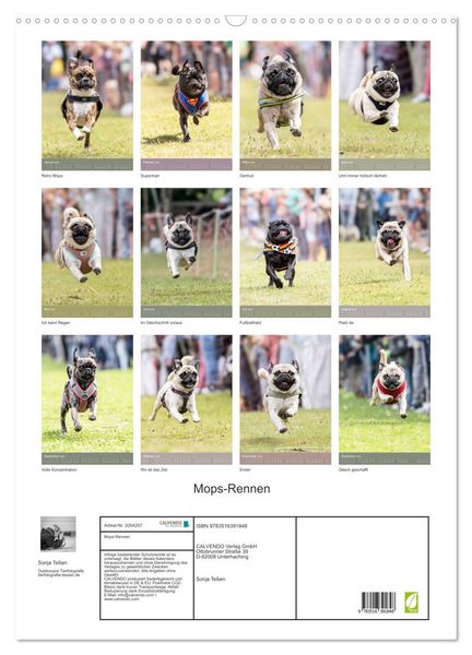 Produktbild: Mops-Rennen (Wandkalender 2026 DIN A2 hoch), CALVENDO Monatskalender
