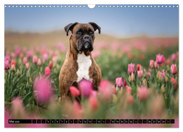 Produktbild: K&auml;the - ein Boxer mit Charme (Wandkalender 2026 DIN A3 quer), CALVENDO Monatskalender
